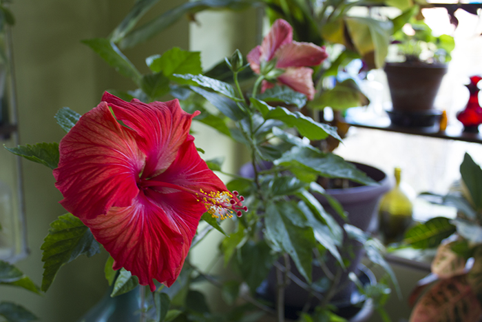 A red hibiscus flower in bloom indoors.