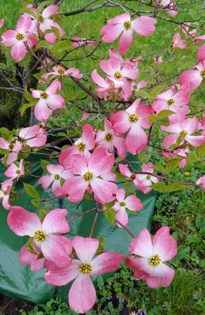 closeup on pink and white blossoms on a dogwood tree