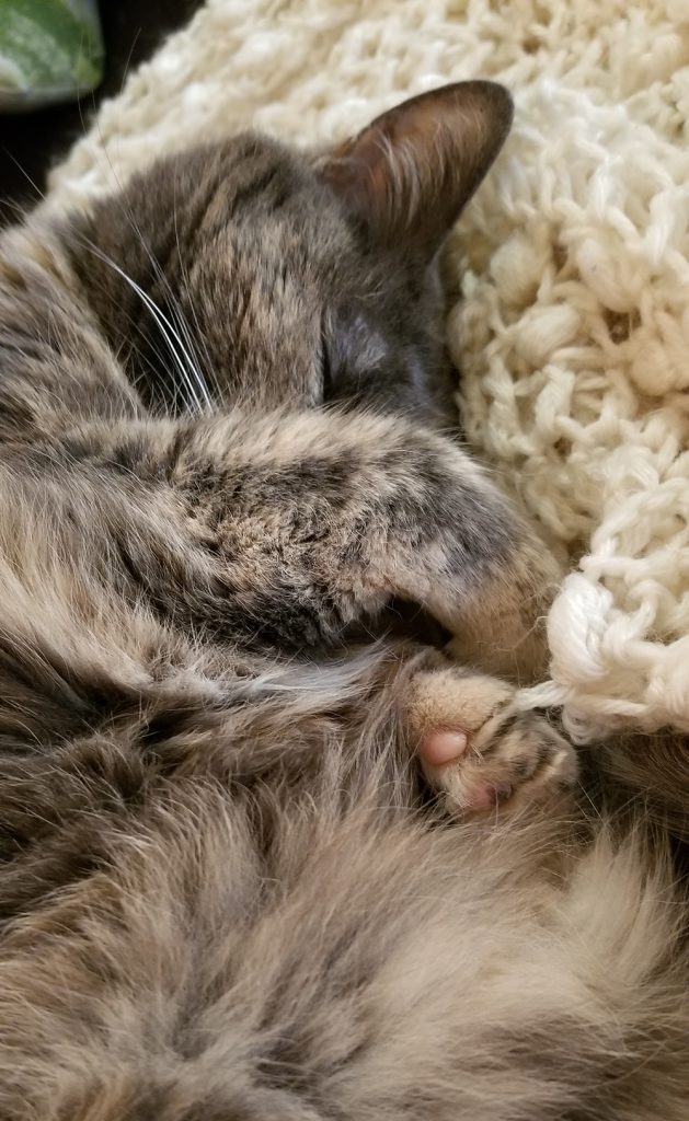 closeup of a sleepint tortoiseshell cat on a white crocheted blanket