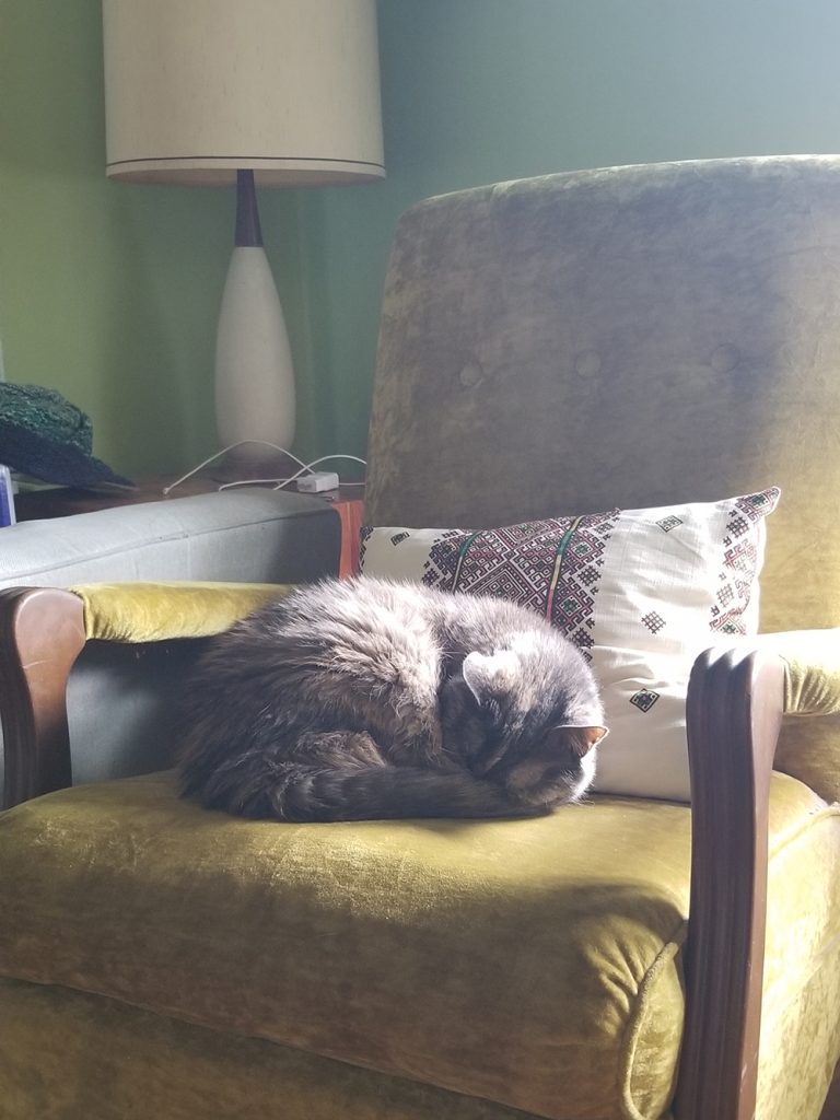 a tortoiseshell cat lying curled up on a gold velvet rocking chair