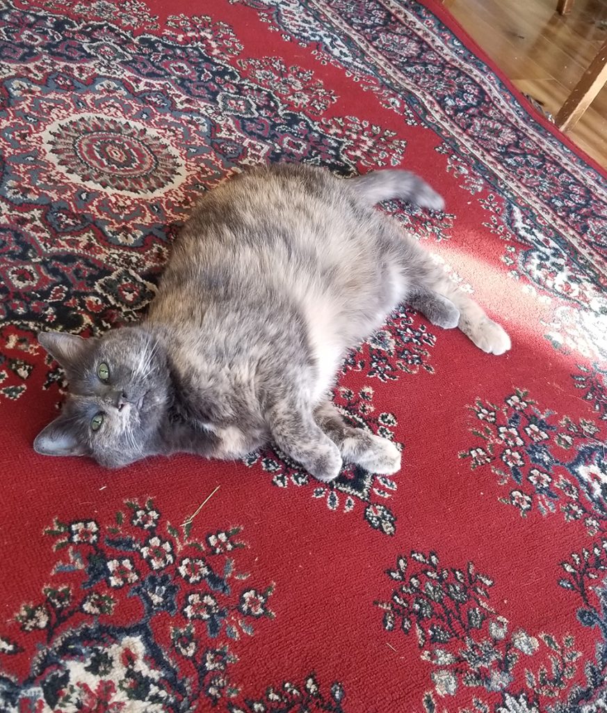 a tortoiseshell cat lying on a red carpet
